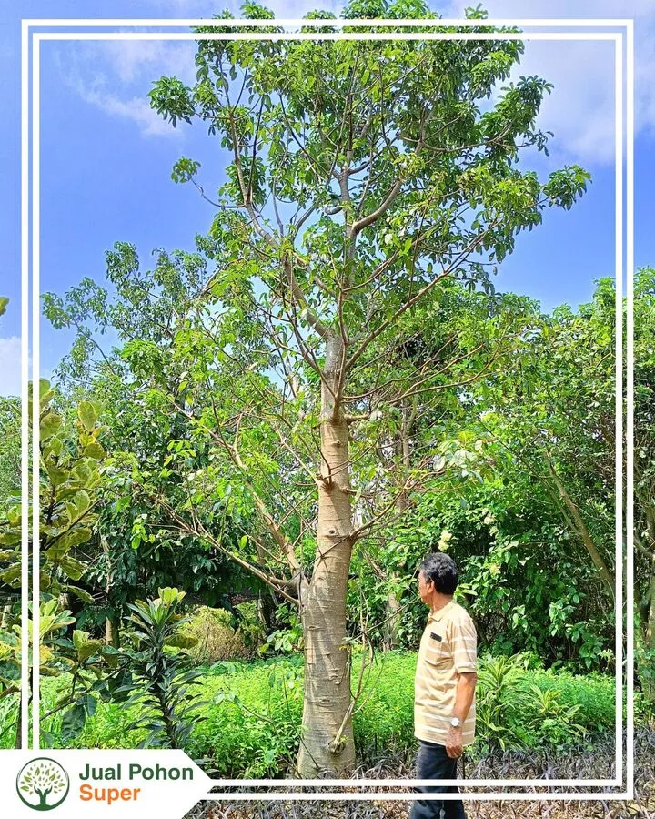 Mengenal Pohon Baobab dan Keistimewaannya