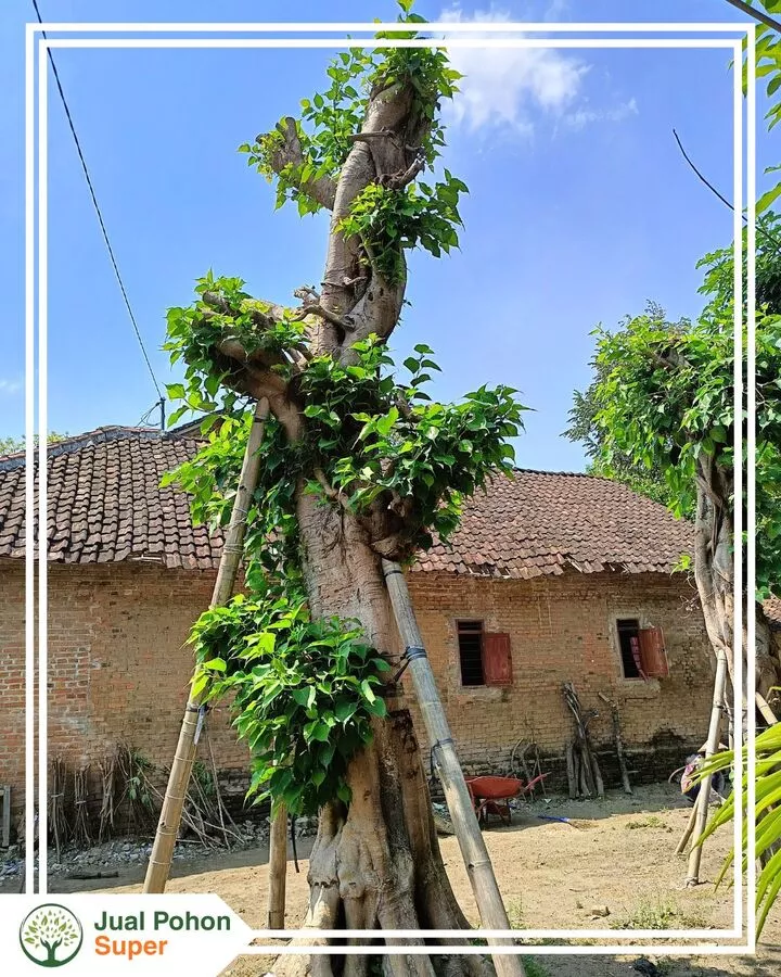 Mengenal Pohon Bodhi dan Keunggulannya untuk Landscape
