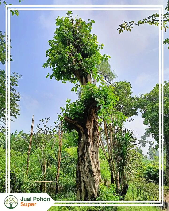 Pesan Pohon Bodhi Besar Berkualitas Sekarang
