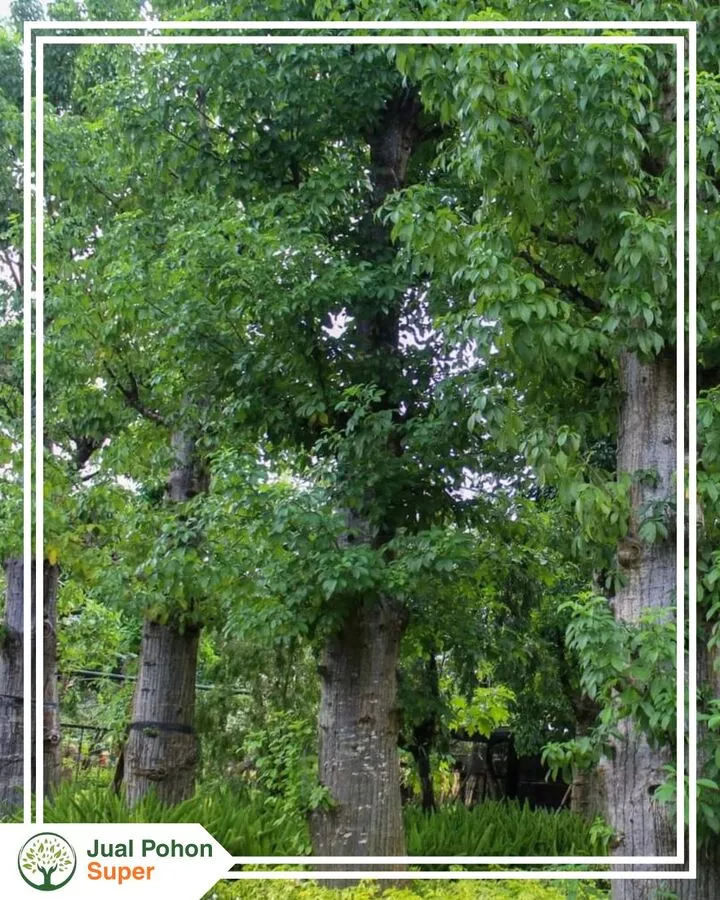 Proyek-Proyek yang Menggunakan Pohon Baobab