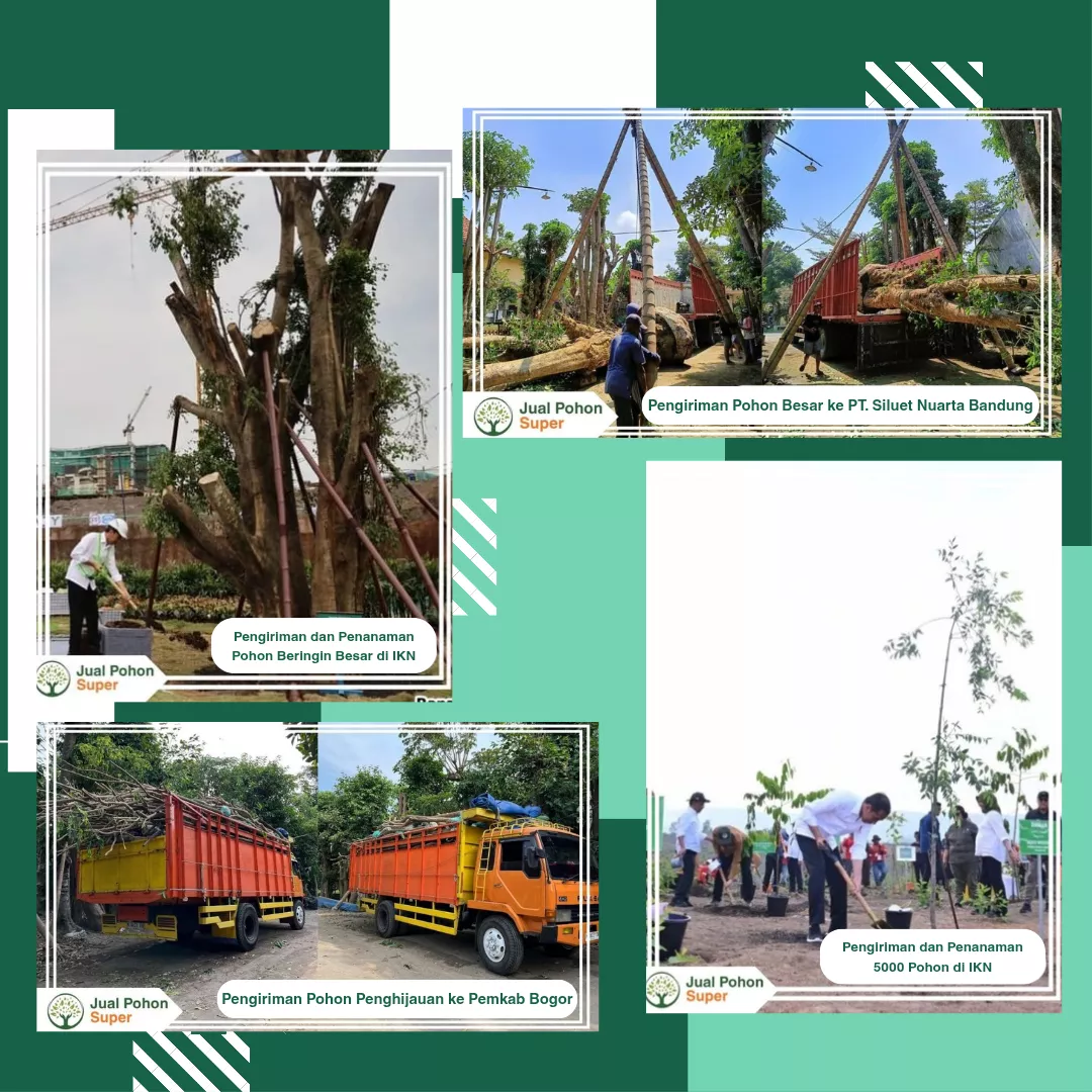 Supplier & Jual Pohon Terlengkap Berkualitas Super dengan Harga Terbaik