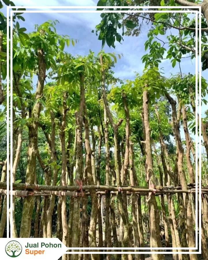 Cara Pemesanan Jual Pohon Bungur yang Mudah & Profesional
