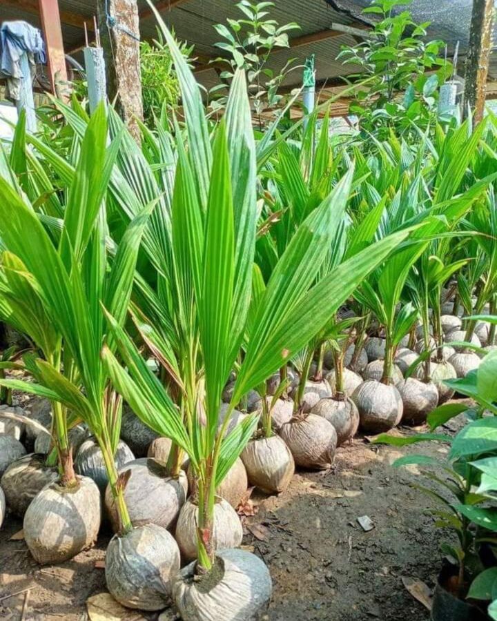 Harga Jual Bibit Kelapa Genjah Entok Terbaru & Transparan