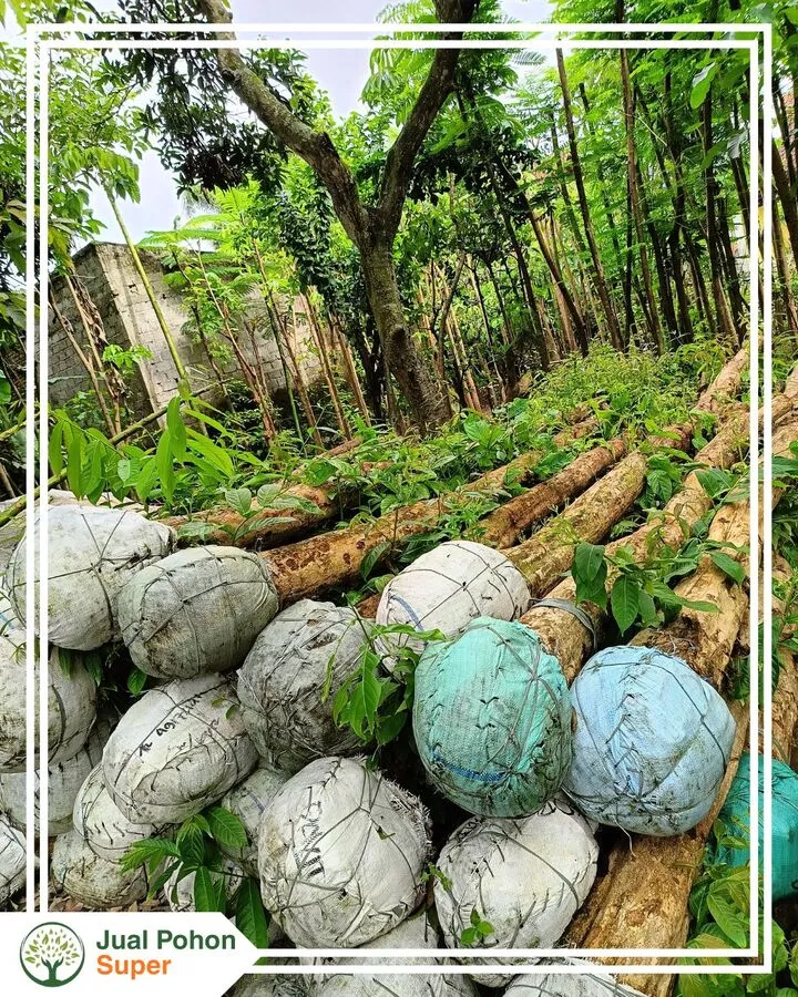 Harga Jual Pohon Bungur Berdasarkan Ukuran dan Kebutuhan Proyek