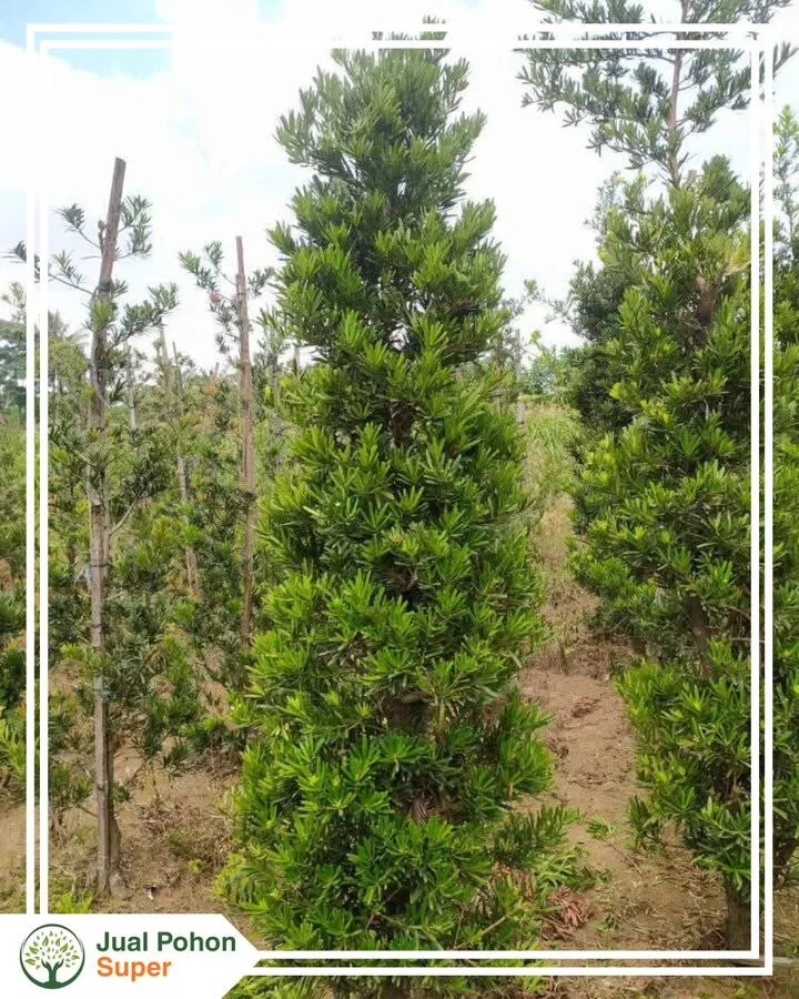 Harga Jual Pohon Lohansung Kompetitif & Transparan