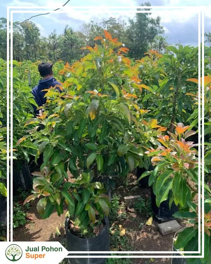 Jual Bibit Alpukat Hass Harga Murah Kualitas Unggul