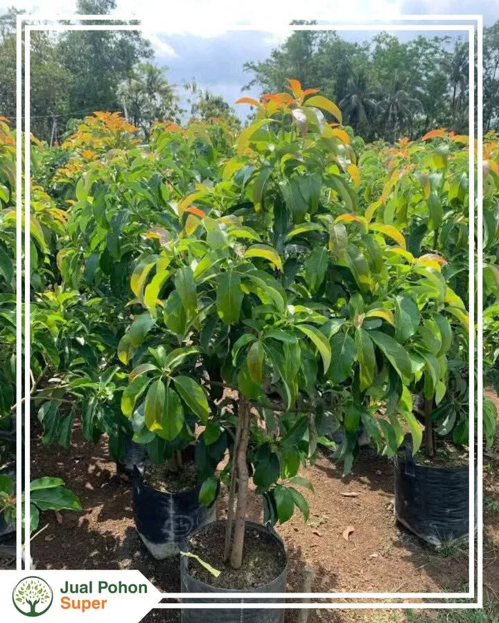 Jual Bibit Alpukat Hass Kualitas Super