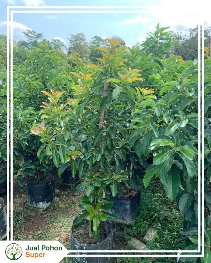 Jual Bibit Alpukat Hass Terdekat Termurah