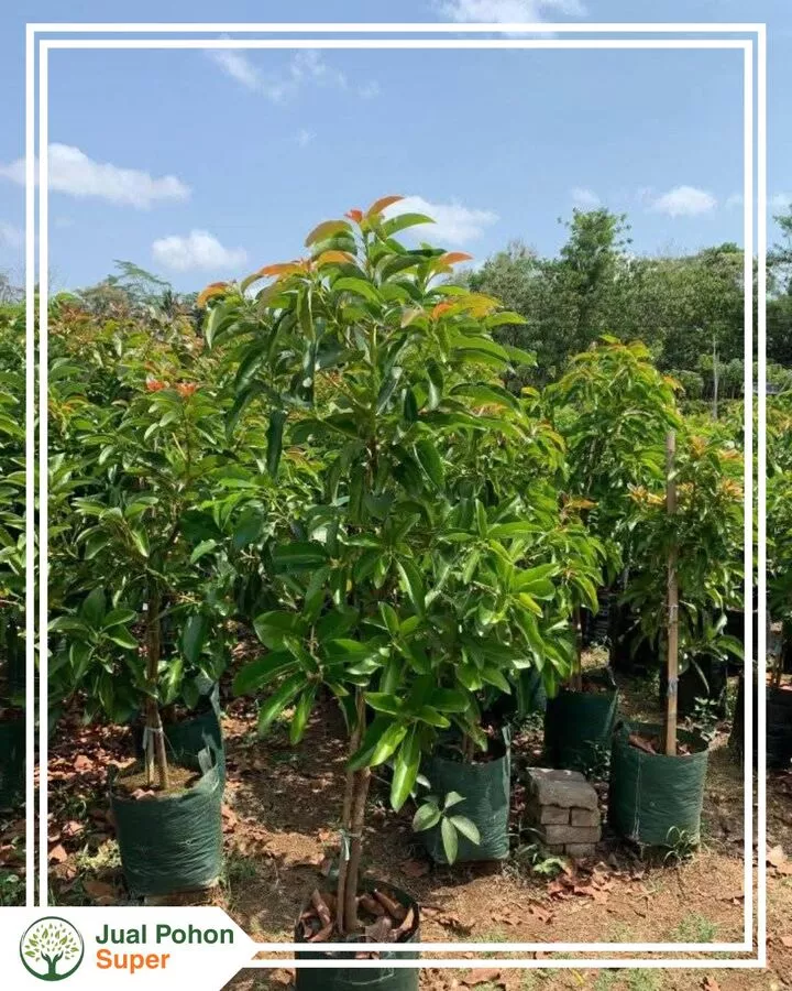 Jual Bibit Alpukat Hass Tinggi 2 - 3 Meter