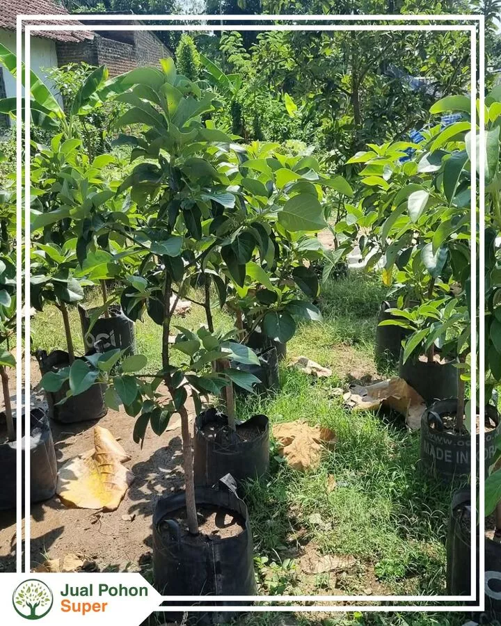 Jual Bibit Alpukat Hass Tinggi 50 Cm - 1 Meter