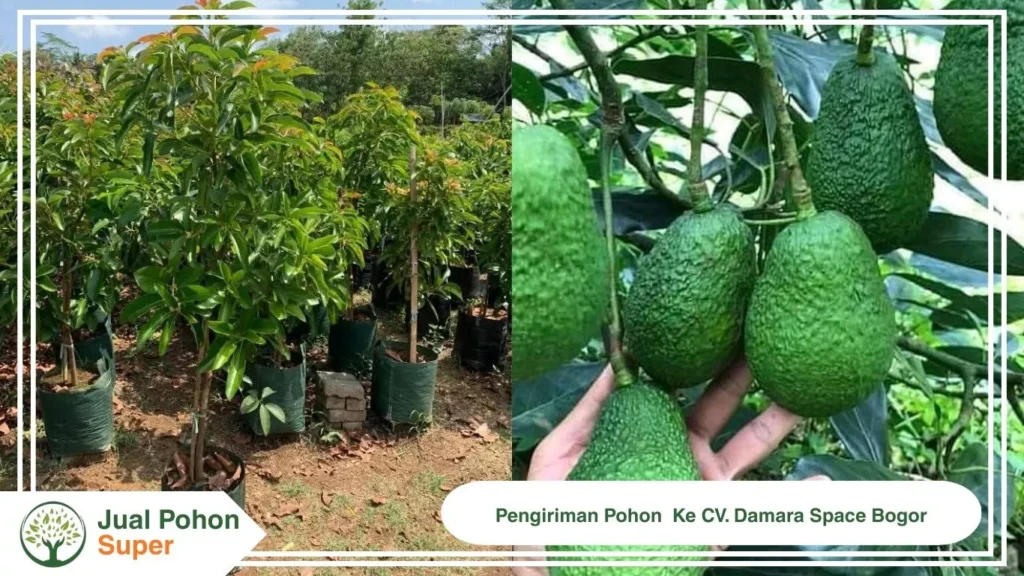 Jual Bibit Alpukat Hass Unggul 50 cm Hingga 3 Meter