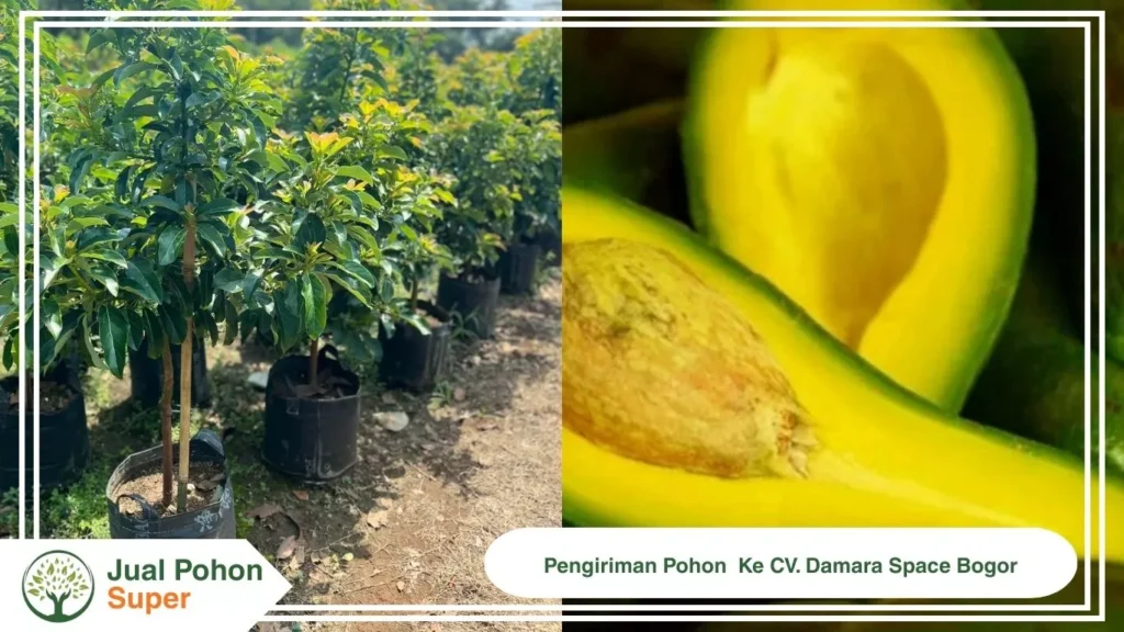 Jual Bibit Alpukat Kelud Unggul Grosir Harga Murah