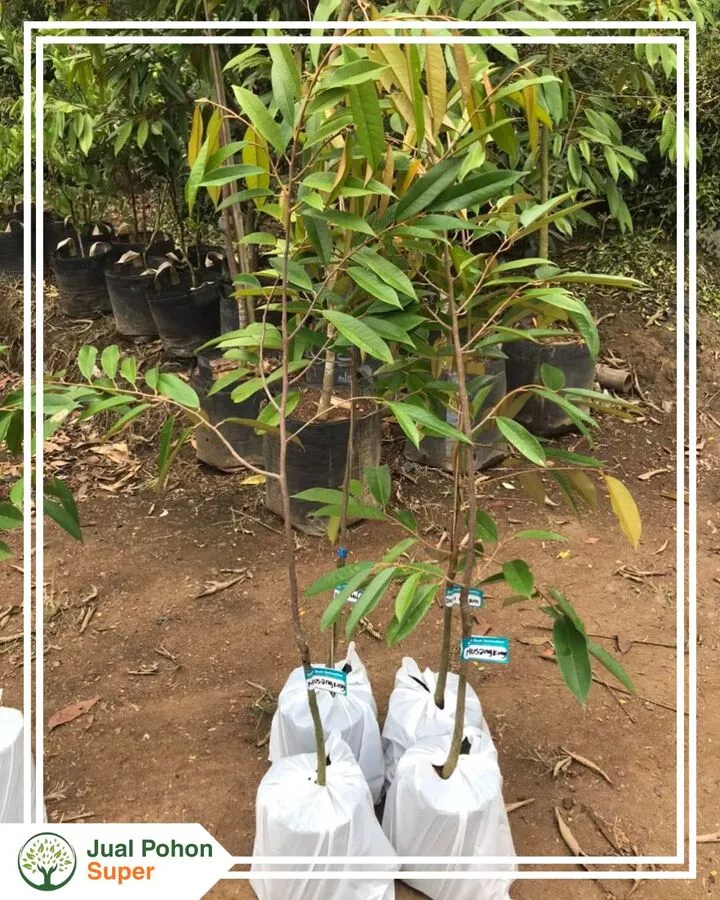 Jual Bibit Durian Musang King Tinggi 50 cm - 1 Meter