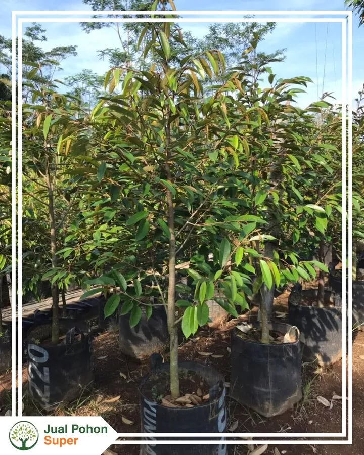 Jual Bibit Durian Musang King Unggul Siap Tanam Harga Murah