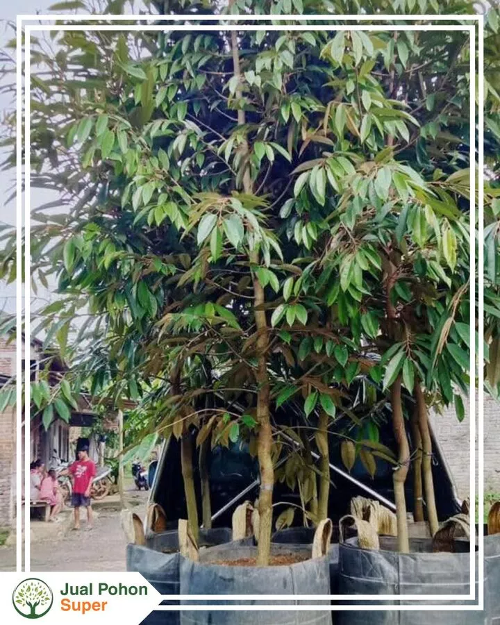Jual Bibit Durian Tinggi 3 - 4 meter Lebih