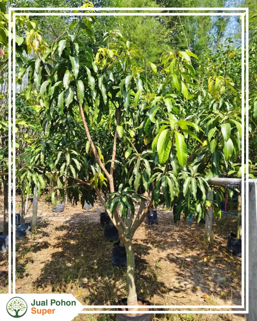 Jual Bibit Mangga Tinggi 2 - 3 Meter