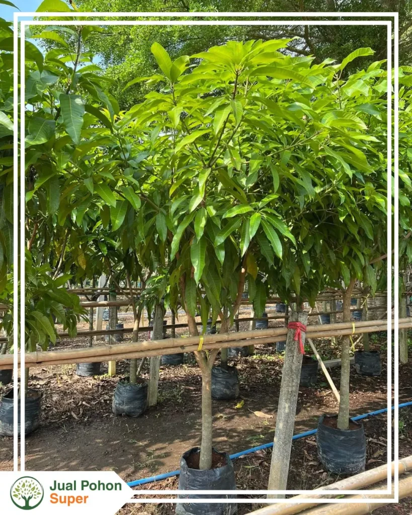 Jual Bibit Mangga Tinggi 50 cm - 1 Meter