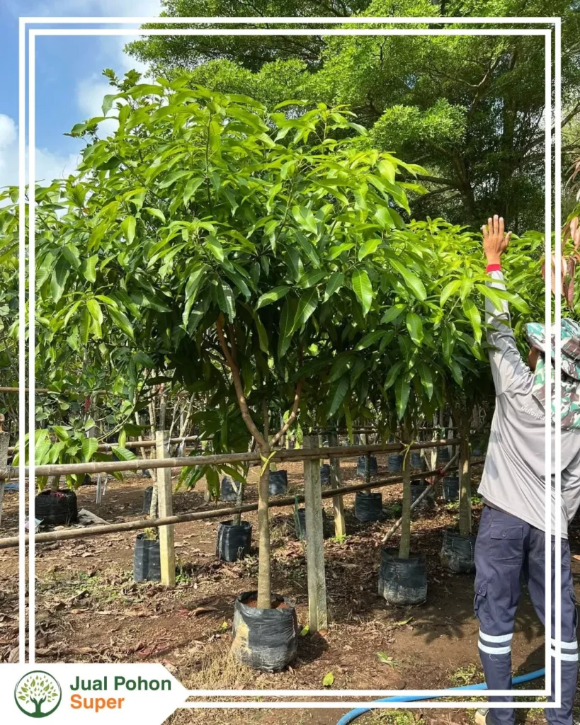 Jual Bibit Mangga Unggul, Konsultasi & Pemesanan Sekarang