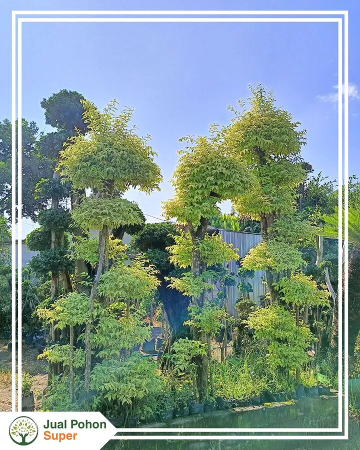 Jual Bonsai Anting Putri Berkualitas Harga Terbaik