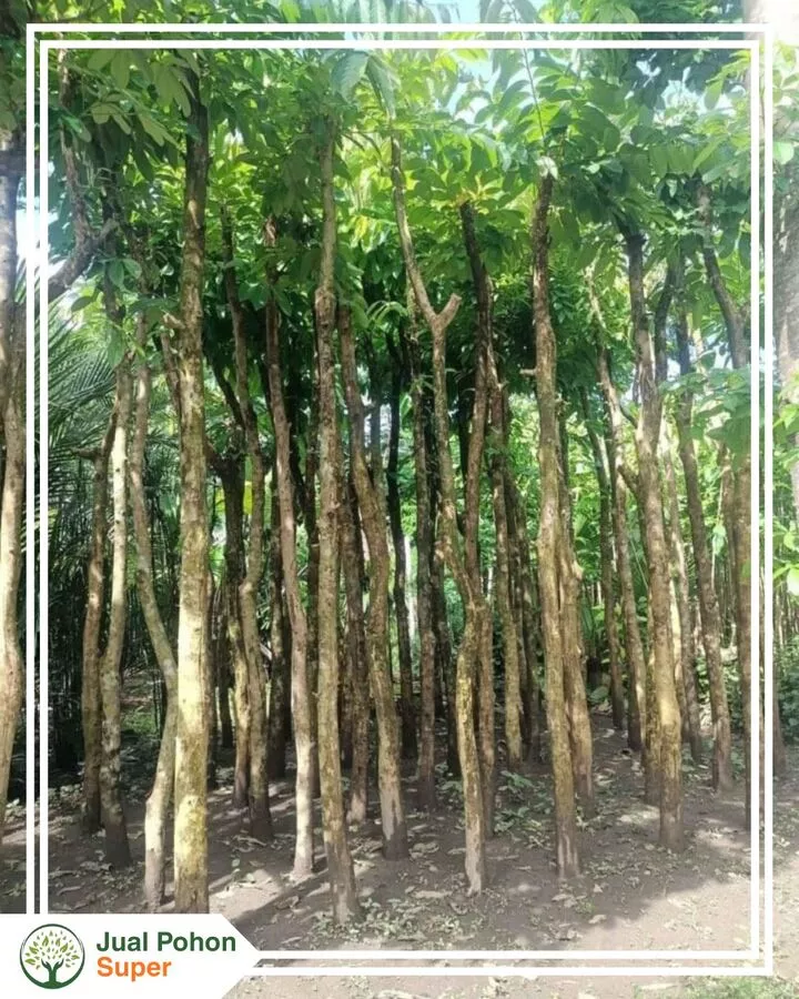 Jual Pohon Bungur Berkualitas Langsung dari Supplier Berpengalaman