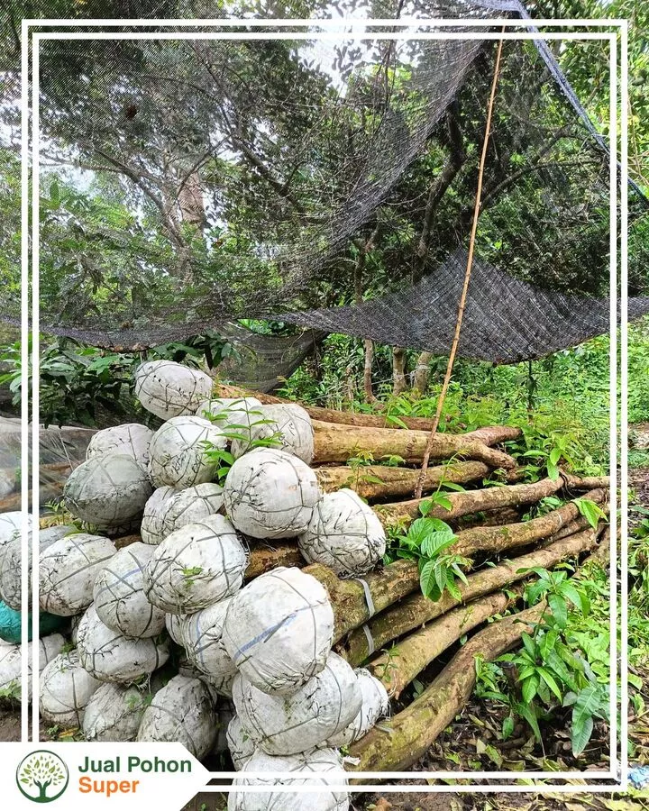 Jual Pohon Bungur Berkualitas Siap Tanam untuk Proyek Anda