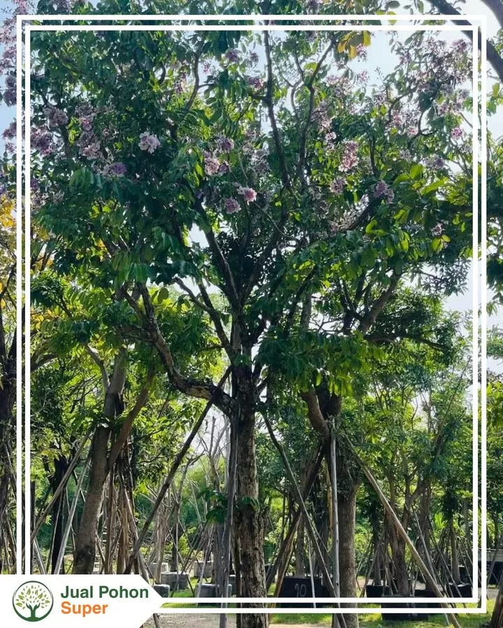 Jual Pohon Bungur Besar Berkualitas