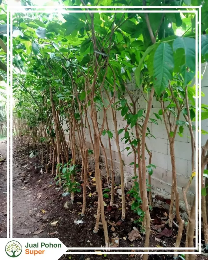 Jual Pohon Bungur Bibit Tinggi 50 Cm - 1 Meter