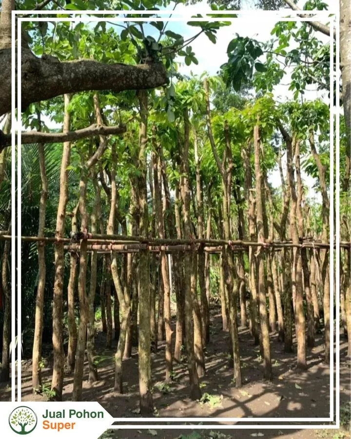 Jual Pohon Bungur Harga Murah Berkualitas