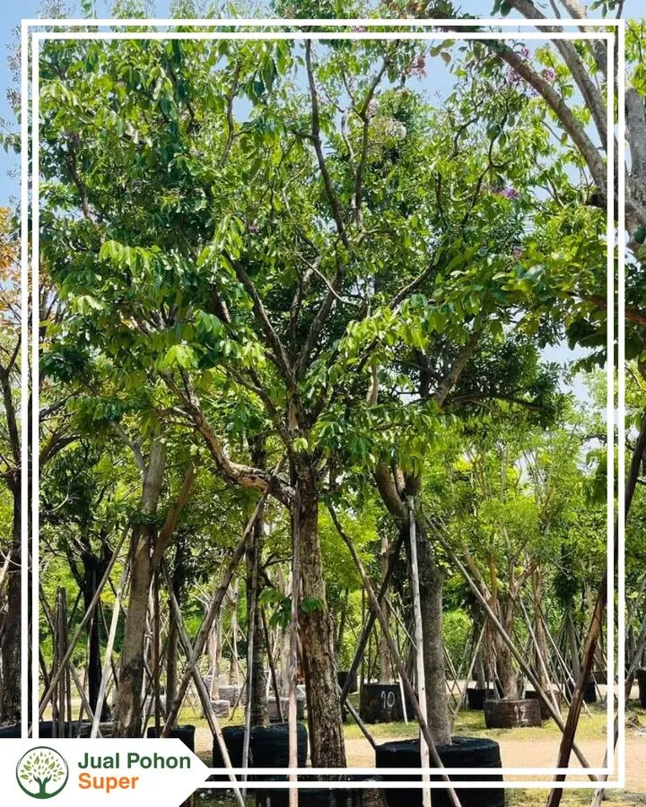 Jual Pohon Bungur Terdekat Termurah