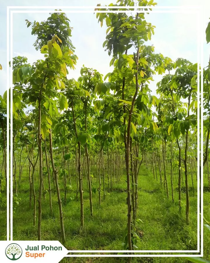 Jual Pohon Bungur Tinggi 2 - 3 Meter