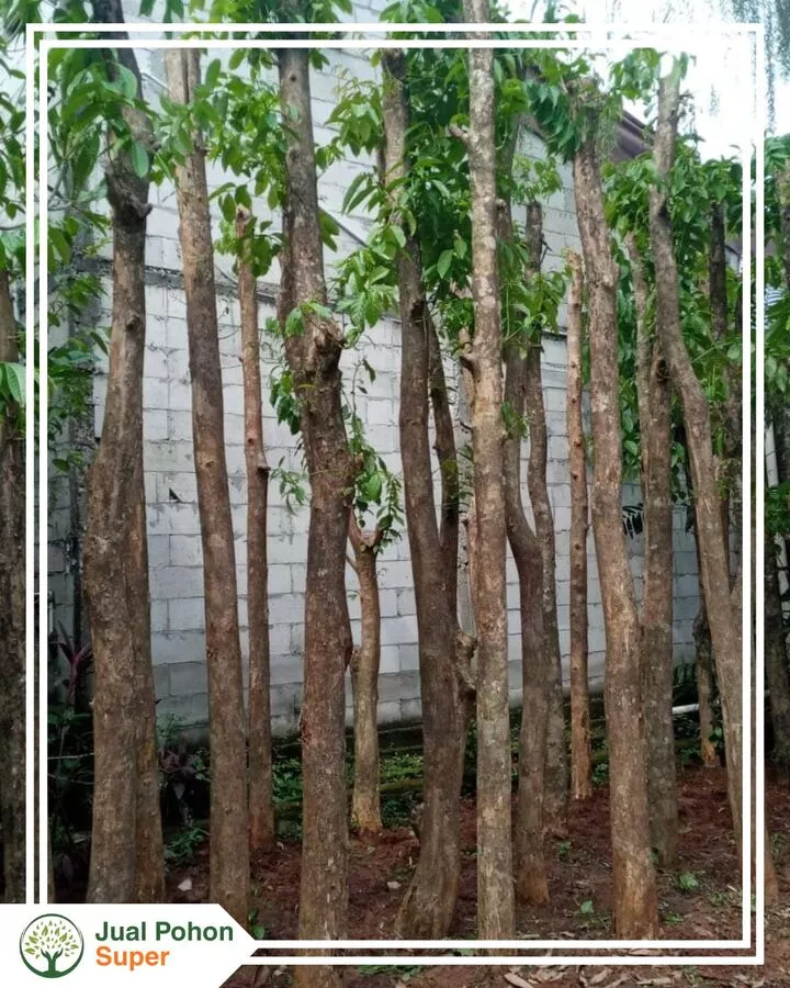 Jual Pohon Bungur Tinggi 4 - 5 Meter
