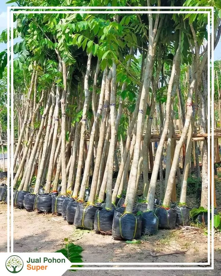 Jual Pohon Bungur Ukuran Lengkap Sesuai Kebutuhan Proyek