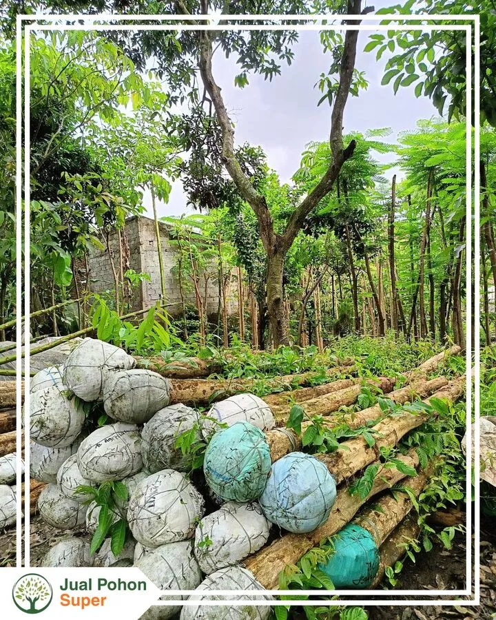 Jual Pohon Bungur untuk Berbagai Kebutuhan Proyek