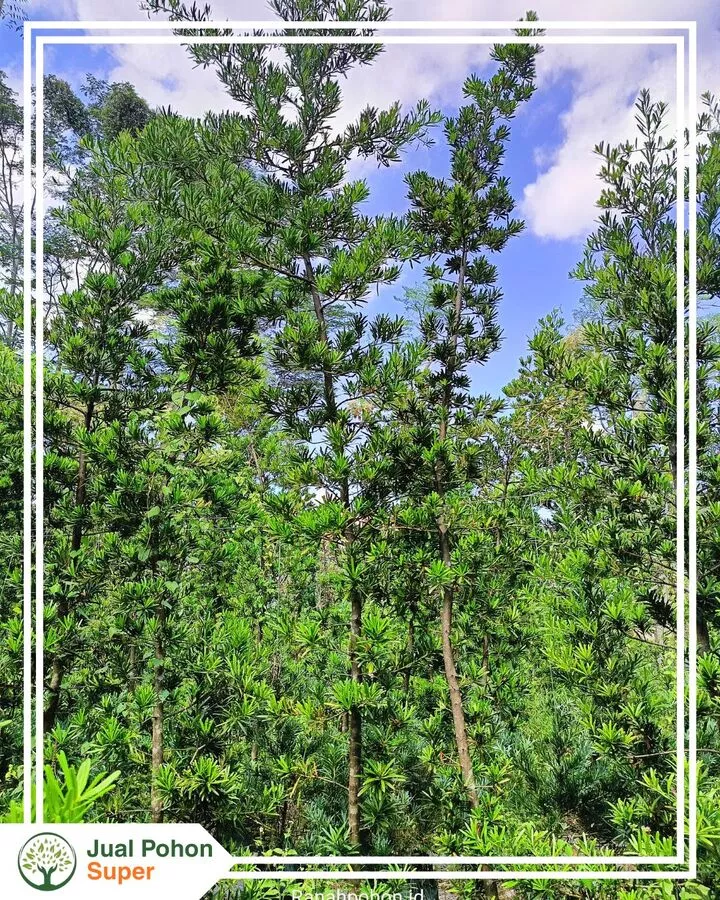 Jual Pohon Lohansung Berkualitas untuk Berbagai Kebutuhan