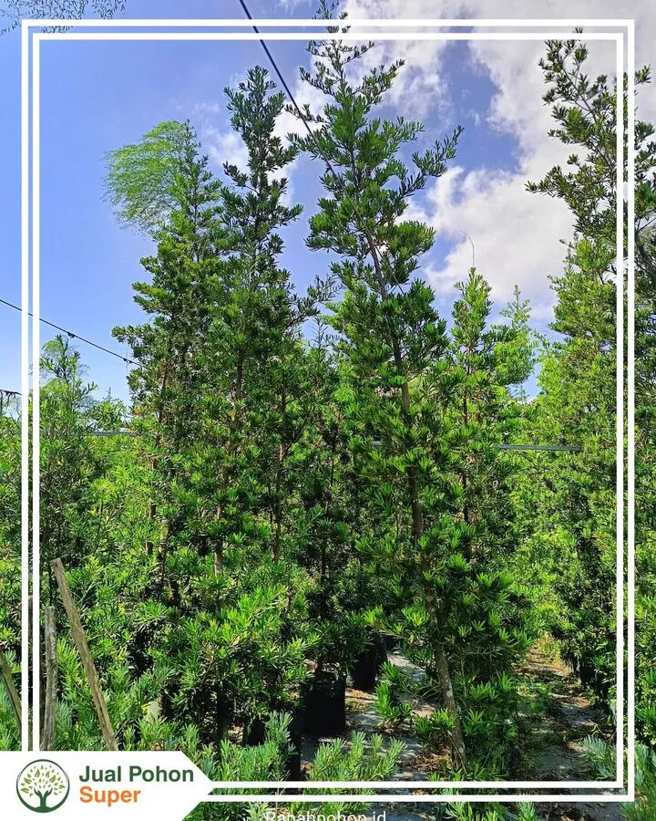 Jual Pohon Lohansung Besar Tinggi 4 Meter Hingga Lebih