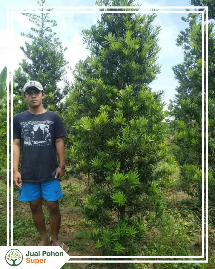 Jual Pohon Lohansung Siap Tanam & Siap Proyek