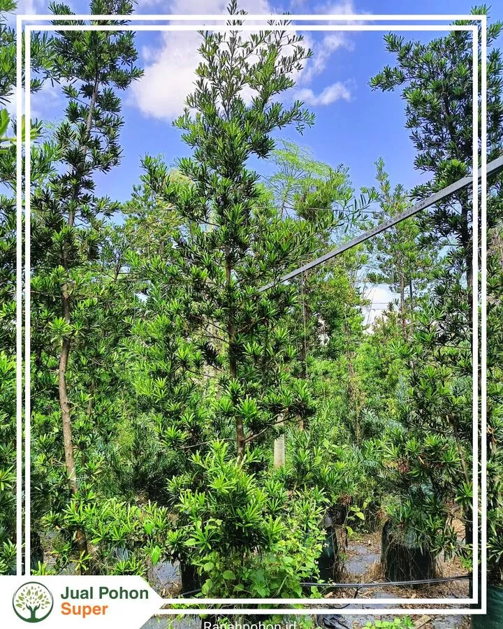 Jual Pohon Lohansung Tinggi 50 cm - 1 Meter