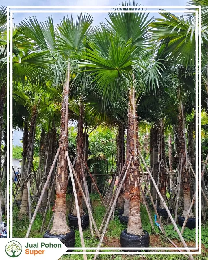 Jual Pohon Palem Sadeng Harga Murah Kualitas Unggu