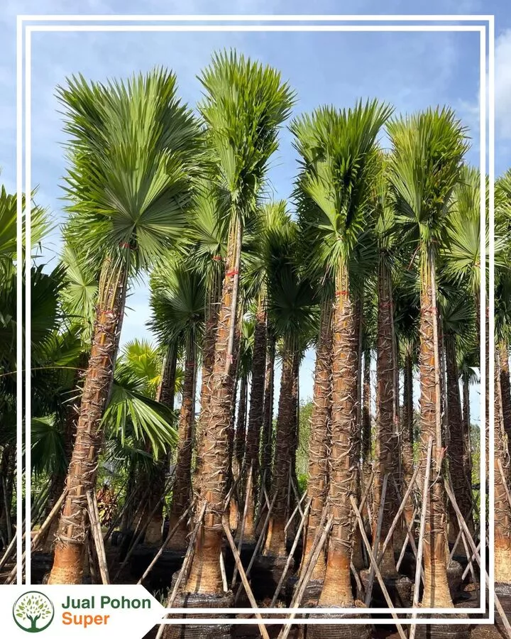 Jual Pohon Palem Sadeng Harga Terbaik, Stok Siap Kirim