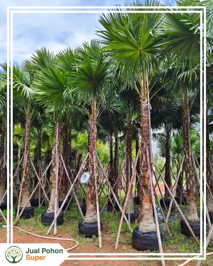 Jual Pohon Palem Sadeng Ukuran Tinggi 2 - 3 Meter