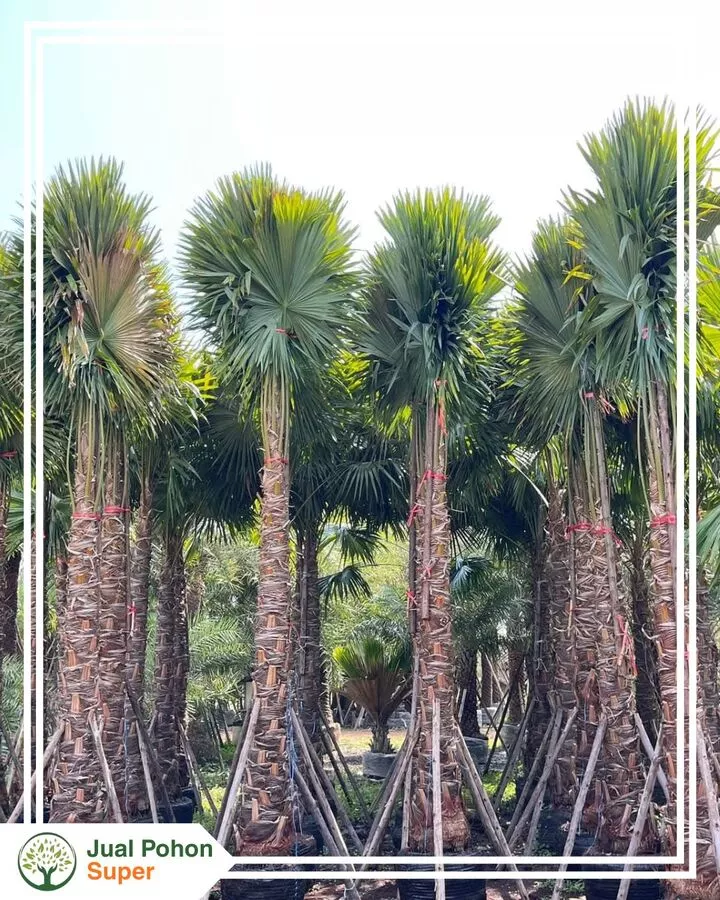 Jual Pohon Palem Sadeng Untuk Proyek