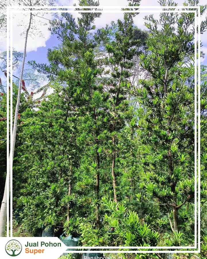 Keunggulan Jual Pohon Lohansung Bibit Sampai Besar