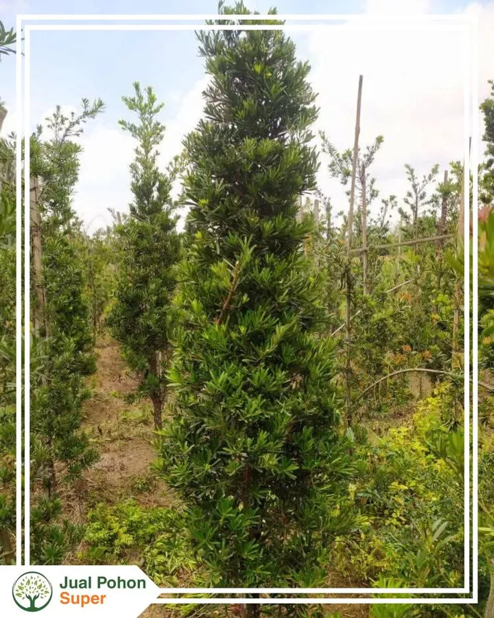 Keunggulan Jual Pohon Lohansung di Tempat Kami