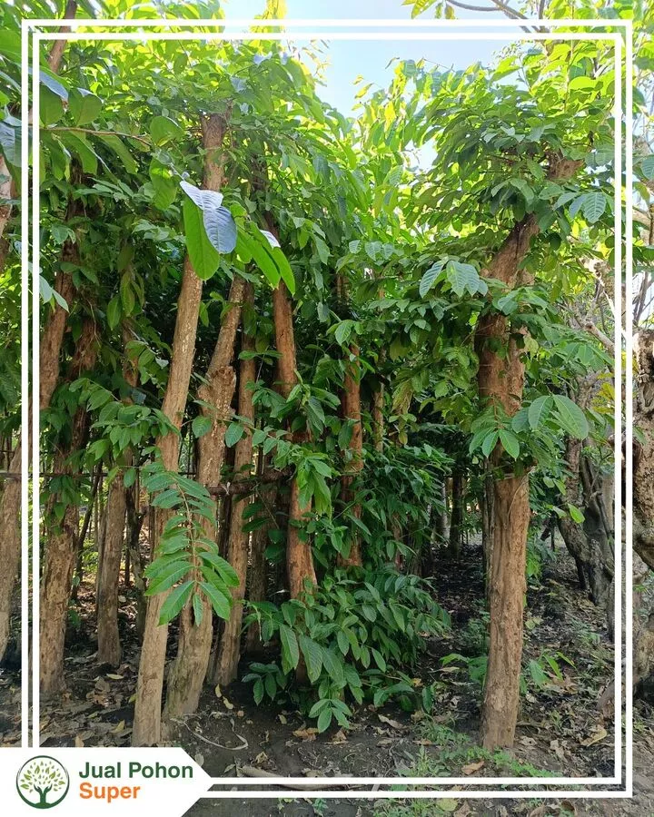 Keunggulan Pohon Bungur yang Kami Jual untuk Landscape