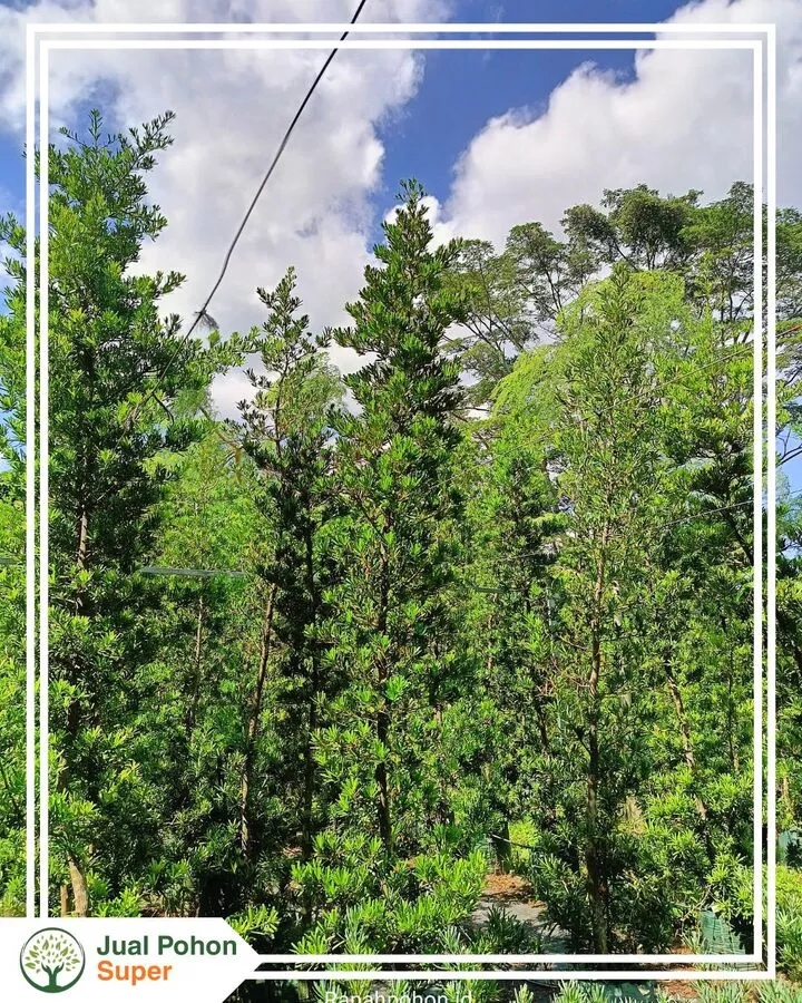 Pilihan Ukuran Jual Pohon Lohansung Lengkap & Siap Tanam