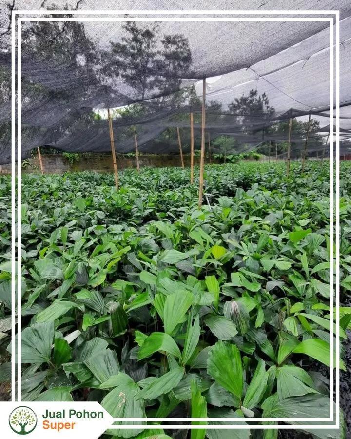 Harga Jual Bibit Aren Terbaru Termurah