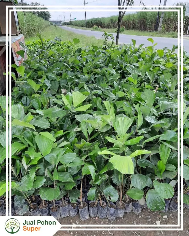Jual Bibit Aren Berkualitas Siap Tanam Harga Murah