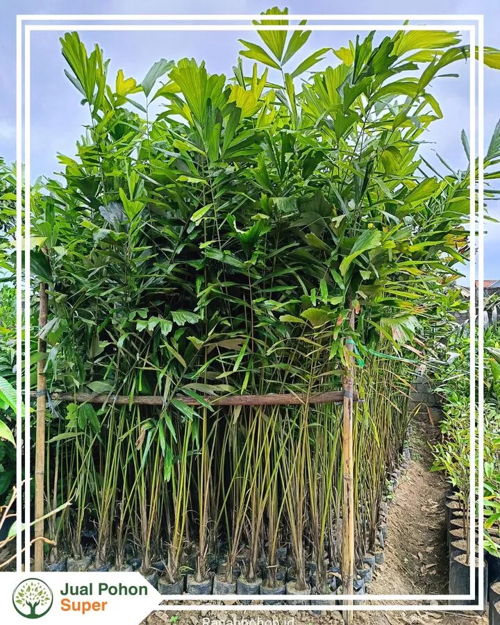 Jual Bibit Aren Berkualitas & Siap Tanam