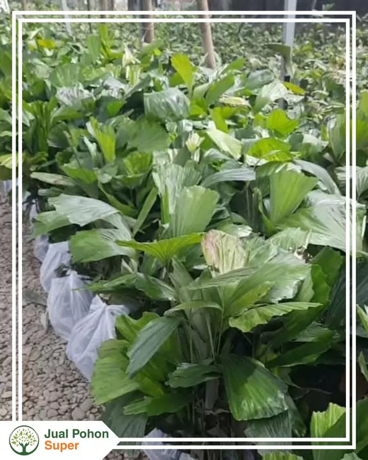 Jual Bibit Aren Harga Murah kualitas Unggul
