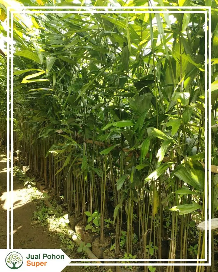 Jual Bibit Aren Terdekat Terpercaya